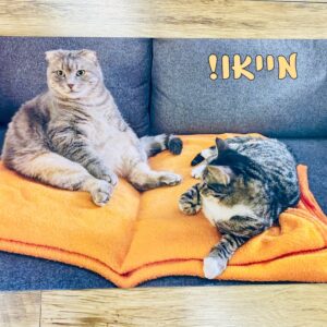 שטיח מייאו - בהדפסת חתולים